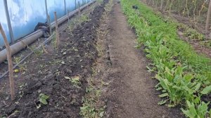 Нейтрализует антибиотики в навозе #разложение #оздоровление #разуплотнение #теплицы #альтернариоз