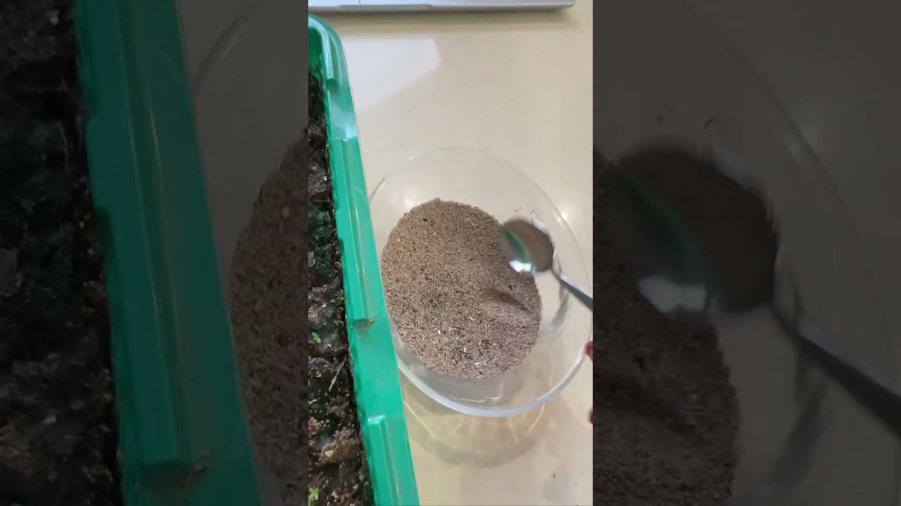 Рассада эустомы. Часть 2