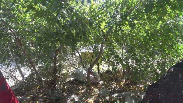 Аня и Алиса в зоопарке кормят животных #зоопарк, #zoo, #funny, #animals смотреть онлайн