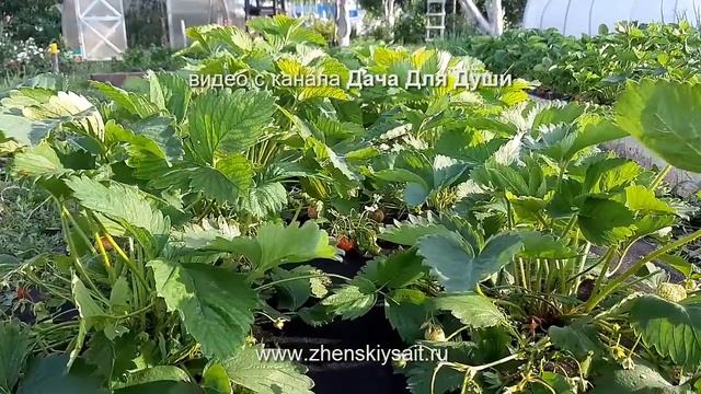 Серая гниль на КЛУБНИКЕ...как этого избежать? смотреть онлайн