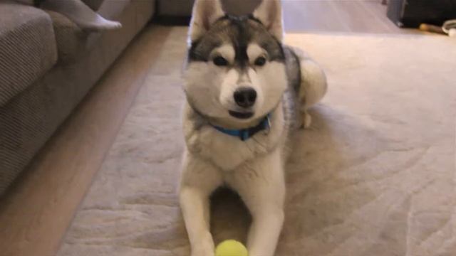 Дрессировка хаски (часть первая: послушание дома) смотреть онлайн