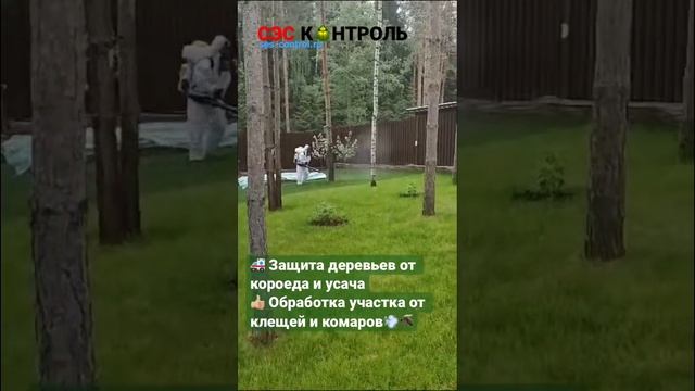 Обработка деревьев от короеда. Уничтожение клещей и комаров на участке