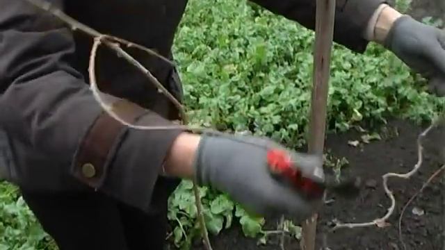 Обрезка актинидии. Тетянина садиба 2012 смотреть онлайн