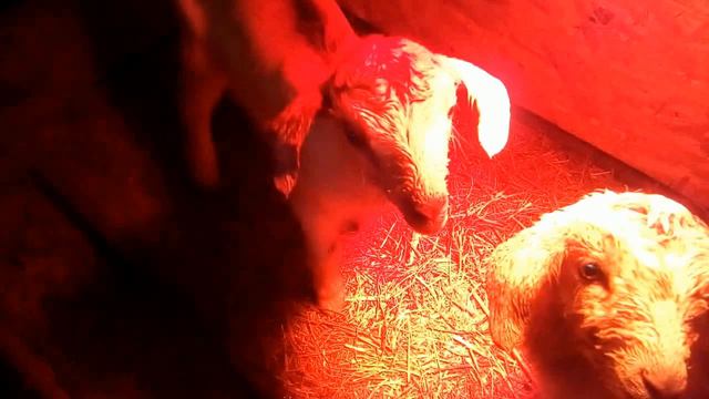 Проблемы после окота козы смотреть онлайн