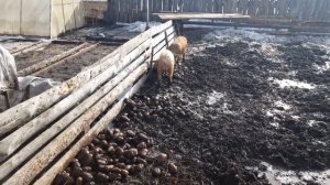 🐖Поросята и мёрзлая картошка.🐖🐖