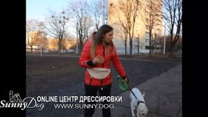 Собака убежала - как наказывать и нужно ли? Что делать хозяину?