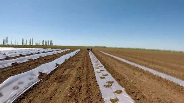 Дыня - серия 6. Влияние срока посадки на сроки плодоношения. Когда лучше высаживать раннюю дыню. смотреть онлайн