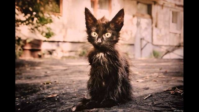 Уродливый Кот-стихотворение.mp4 смотреть онлайн