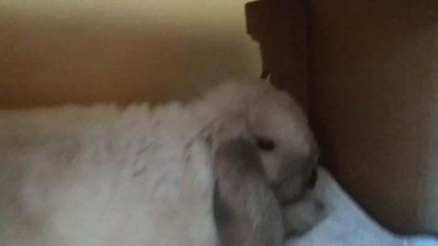 Как кролик спит с открытыми глазами!!! смотреть онлайн