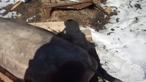 Сколько мяса в поросенке?