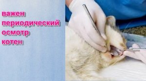 Смена зубов у котят/Особенности ухода в этот период!