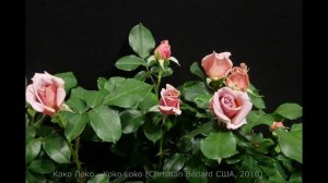 Как распускается роза Коко Локо(Чайно гибридная) Timelapse Rose Koko Loko (Christian Bédard 2010)