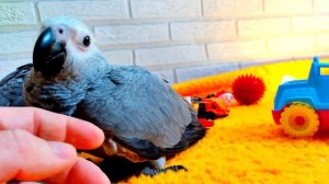 Большие попугаи. Попугай Жако