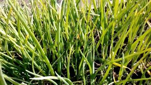 Сколько вырастает луковиц семейного лука после деления луковицы