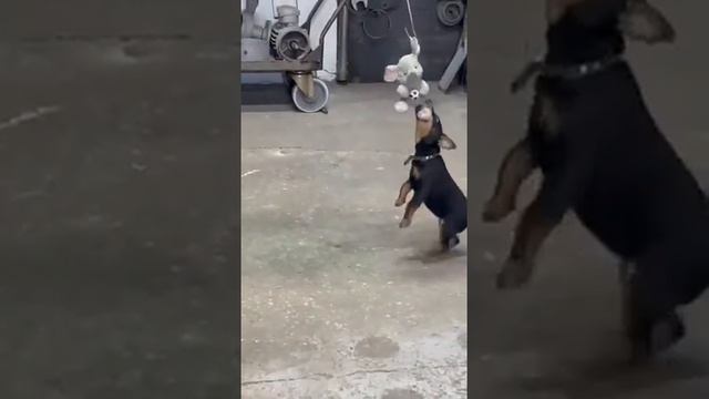 Ягдтерьер Эра(Турбо-Зола) 3 мес. смотреть онлайн