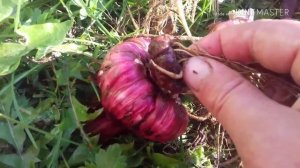 Гладиолусы ( Как хранить чем обрабатывать )