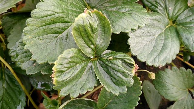 Недостаток кальция на землянике. смотреть онлайн