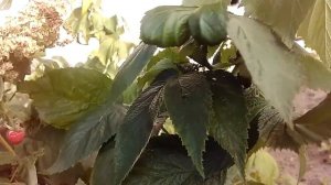 Малина Бабье лето. Первые ягодки.