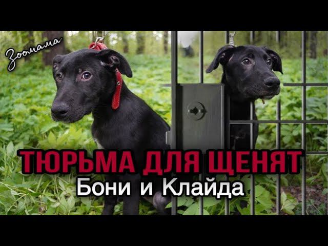Тюрьма для щенков Бони и Клайда