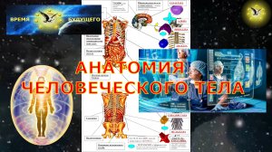 Анатомия человеческого тела