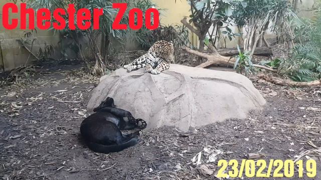 Cester ZOO. Прекрасная прогулка по зоопарку. A Trip to Chester Zoo смотреть онлайн