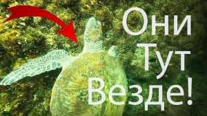 Снорклинг на рифе в Фуджейре ОАЭ