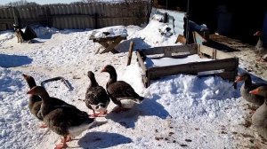Гуси крупные серые, содержание породистых гусей