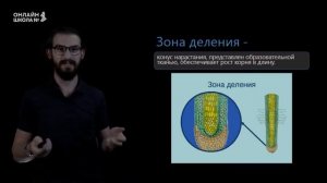 Внутреннее строение корня. Урок 3. Биология  6 класс
