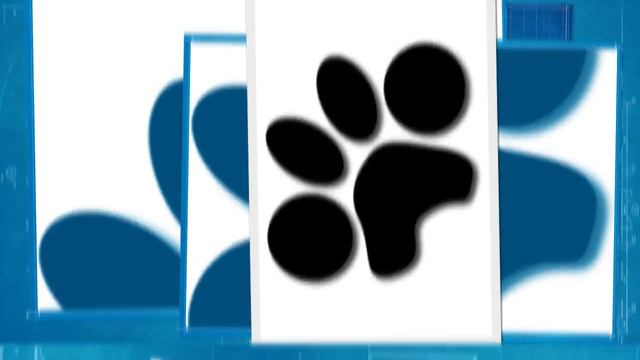 Weimaraner Pups Te Koop смотреть онлайн