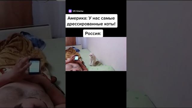 Кот-Патриот смотреть онлайн