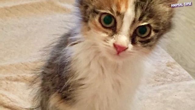 Черная полоса в жизни закончилась, когда парень споткнулся о кроху-котенка..