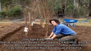 Яблоня Грушовка Московская