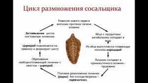 Печеночный сосальщик Fasciola hepatica - Фасциолёз - заболевание животных и человека