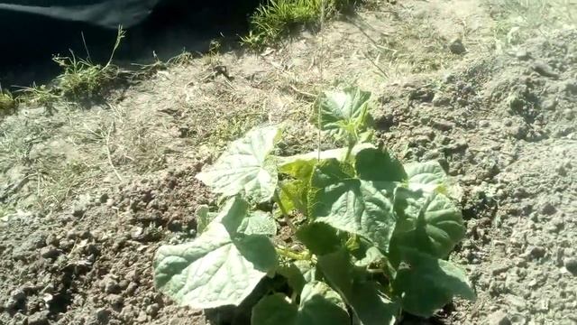 Крепыши огурцы. Сорт Герман. 20.06