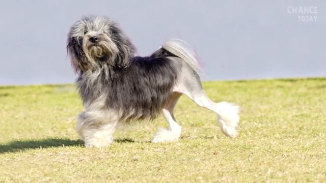 12 пород собак, о которых вы никогда не слышали