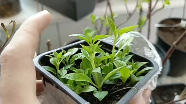 Как черенковать гортензию зимой и где брать маточник ?