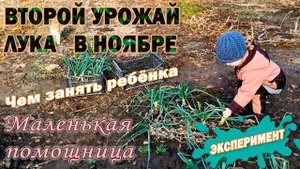 Чем занять ребёнка_ Второй урожай лука! Маленькая помощница. Свежий воздух всегда на пользу!