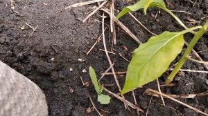 ДАЧА. ПЕРЦЫ ЗАЩИТА ОТ ВРЕДИТЕЛЕЙ.