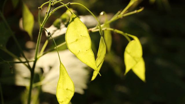 Ausdauerndes Silberblatt (Lunaria rediviva) смотреть онлайн