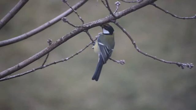 Добытчица. Как трудолюбивая синица добывает пищу зимой. A little story about hardworking tit.