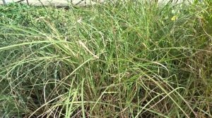 Miscanthus sinensis var. Yakushima Dwarf (ozdobnice čínská)