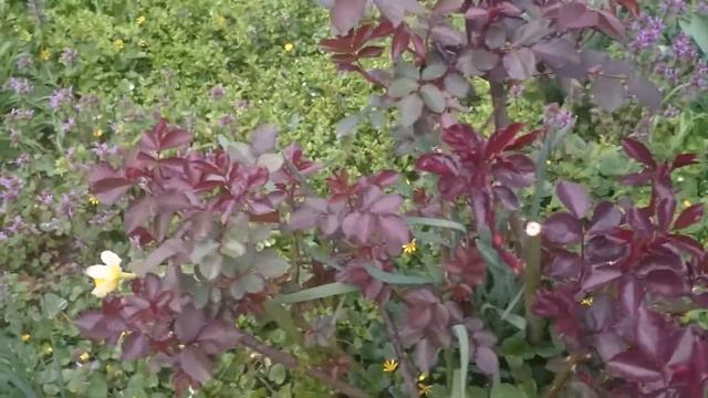 МОЯ РОЗА ПО ИМЕНИ ХЛОЯ / ОБРЕЗАЛ СТЕБЛИ смотреть онлайн