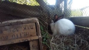 Коротко о содержании кроликов (калифорнийской породы)