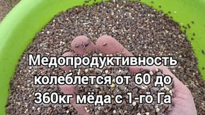 Посев медоноса, сидерата, лучше навоза. ФАЦЕЛИЯ, ГРЕЧИХА, АМАРАНТ.