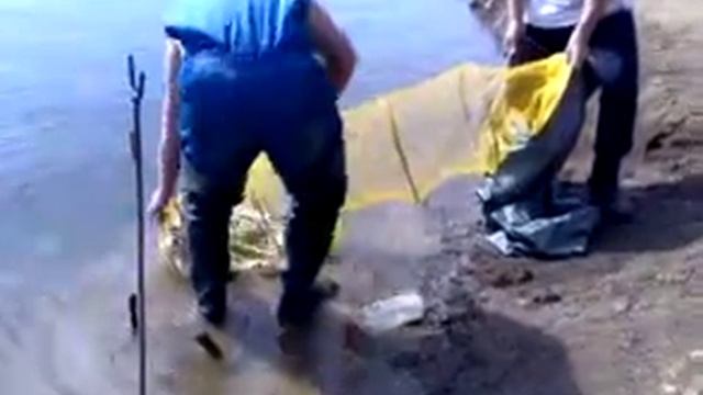 Язь, голавль на горох в проводку...улов за день смотреть онлайн