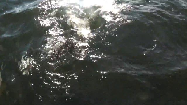 Видео о рыбалке на щуку в Астрахани . Егерь Матвеич ловит щуку своим волшебным джерком. смотреть онлайн