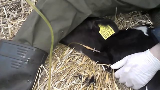 Внутривенное введение телёнку. смотреть онлайн