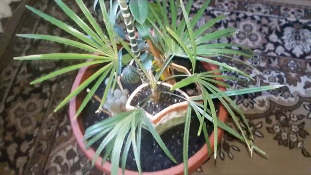 Моя пальма похожа на Трахикарпус. Так ли это ??? смотреть онлайн