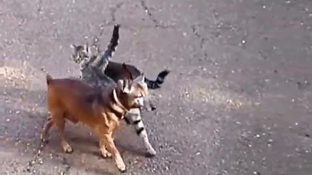 Кот танцует с собакой смотреть онлайн