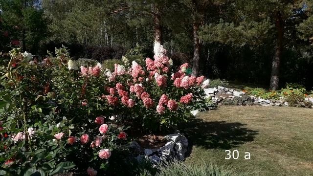 ✿➽Гортензия метельчатая Фрайз Мельба в нашем саду  ??  сезон 2021 ??
